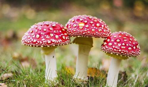 热门大瓜 第3页