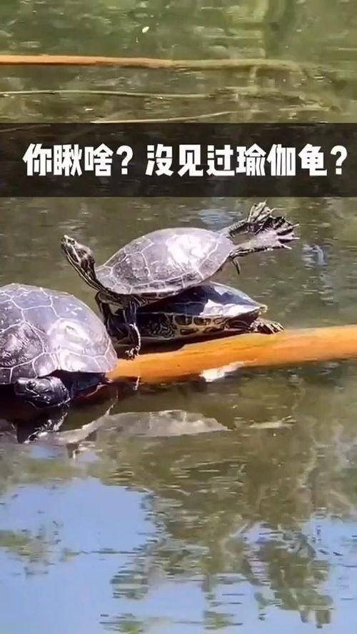 黑瓜吃料每日更新正能量视频,黑瓜吃料,陪你笑对生活挑战