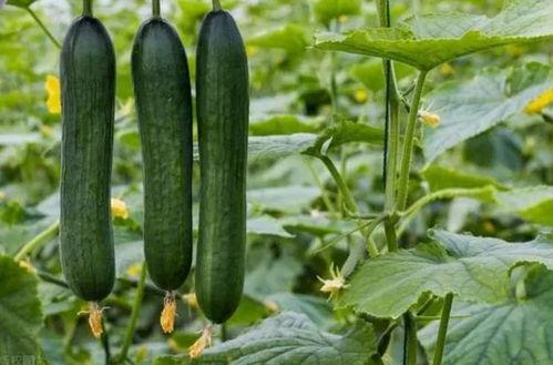 Ym-98黑料吃瓜,吃瓜群众如何解读娱乐圈风云